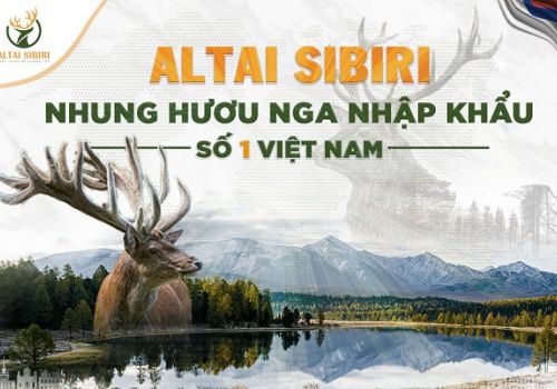 ALTAI SIBIRI - Nhung hươu Nga nhập khẩu số 1 Việt Nam