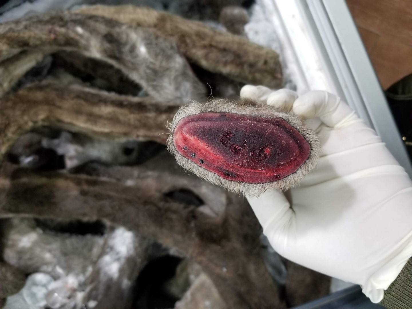 z2114981299850_0ca3d8e78506c5110f7731431dfa363a