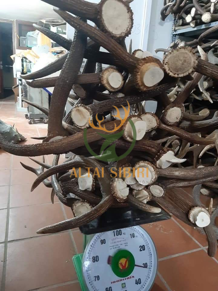 Gạc Hươu đỏ -Loại A( Hàng Sinh)