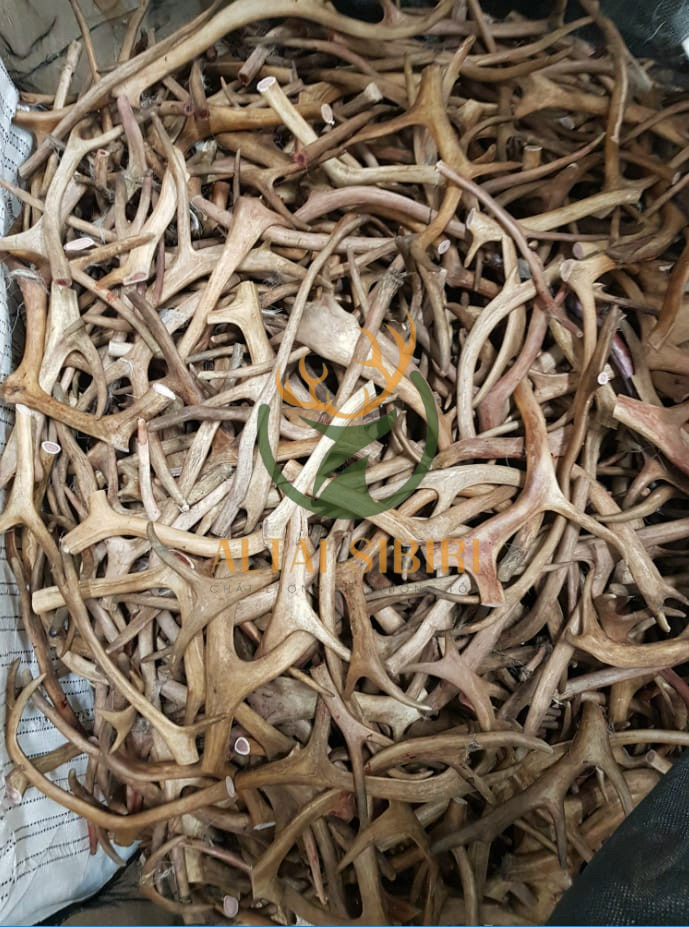 Sừng Tuần Lộc 