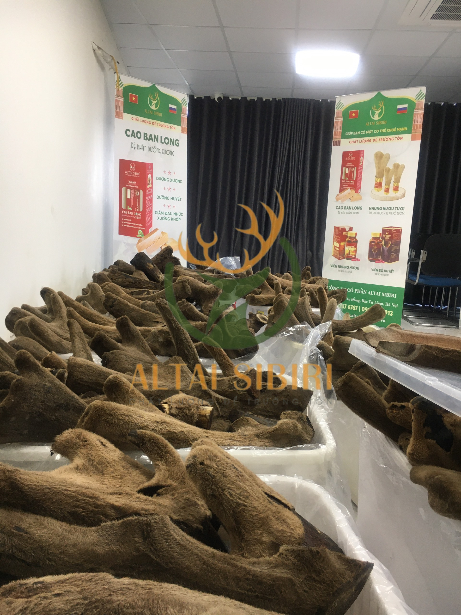 Nhung Hươu Khô Nguyên Chiếc, cắt khúc  Sibiri ( giống Maral)