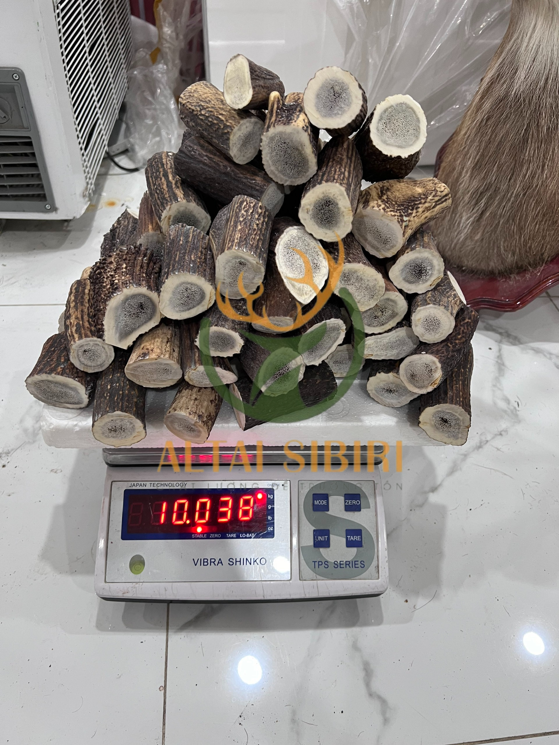 sừng cắt khúc 11 (1)